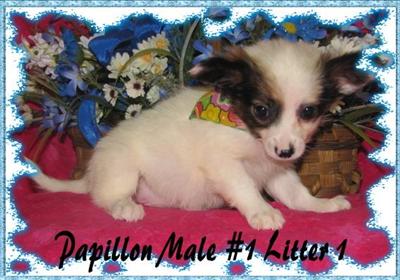 Puppies in KY